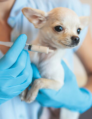 Process of giving a medicine injection to a tiny small breed little dog with a syringe, veterinarian vet specialist in medical gloves holding small white dog giving drug remedy during treatment