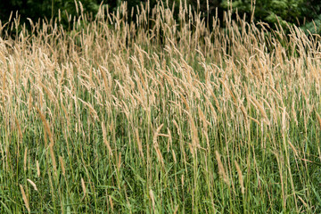 grass seed heads or plumes swaying in the wind