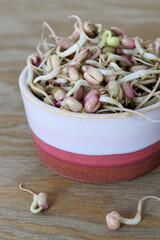 Mung bean sprouts in a bowl. Fresh green microgreens healthy spring food.