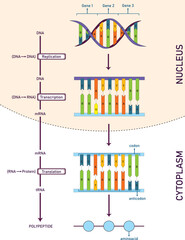 protein synthesis, from DNA to aminoacids