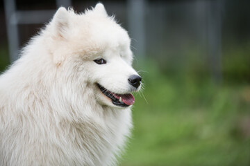 White Samoyed puppy sits on the green grass. Dog in nature, a walk in the park