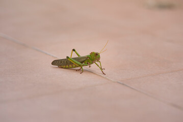 grasshopper on the ground