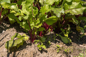 Close-up of a bed with growing young beets