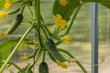 Close-up of a lot of young cucumber ovaries in a greenhouse