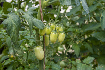 A bunch of unripe green tomatoes growing on a branch in a greenhouse