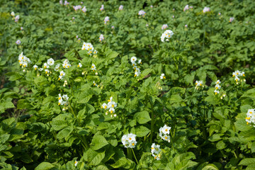 Close up potato field with big fresh healthy blooming potato shoots