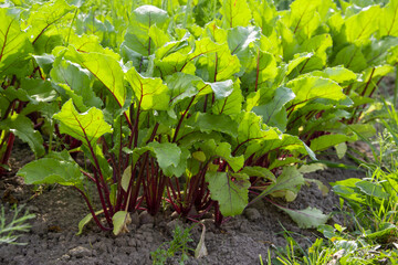 Close-up of a bed with growing young beets