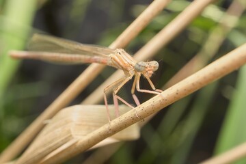 brown Common Winter Damselfly head detail