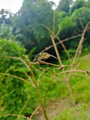 Dragonfly in a plant