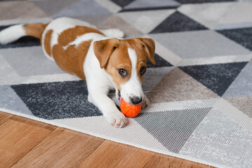 Adorable puppy Jack Russell Terrier with an orange ball at home, looking at the camera. Portrait of a little dog