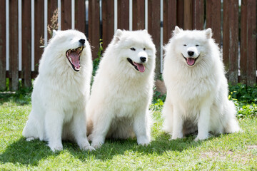 Samoyed puppies dogs are sitting and playing on green meadow