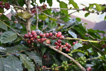  Arabica Coffee Bean Plant.