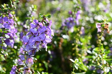 Blooming purple flower.