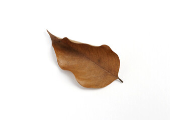 Autum leaves on white background. Fall leave on white background. Autum color. Autum theme.