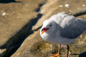 Seagull on the beach in Dee why
