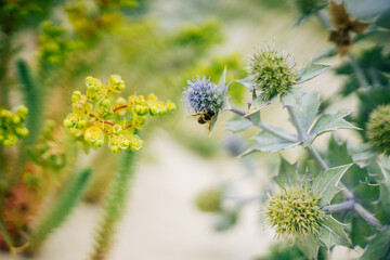 Wasp on a flower