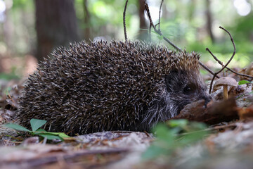 A small prickly hedgehog in a wild green forest in summer.