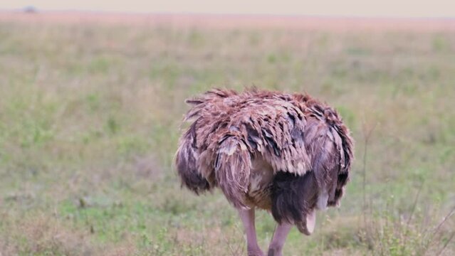 An ostrich walks in the wild nature of the African savannah in the Seregeti National Park. Tanzania. Back view.