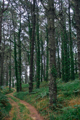 Fototapeta premium path in the woods