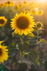 sunflower in the field
