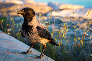 close up of a crow on the beach with bokeh