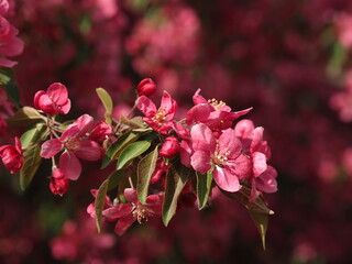 pink apple tree flowers