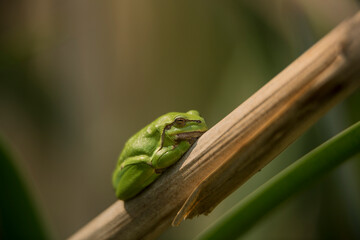 Male of European tree frog (Hyla arborea) sitting on dry cattail leaf waiting for females during breeding season. Wildlife macro take with green beige contrast