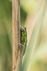 Male of European tree frog (Hyla arborea) sitting on dry cattail leaf waiting for females during breeding season. Wildlife macro take with green beige contrast