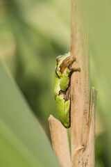 Male of European tree frog (Hyla arborea) sitting on dry cattail leaf waiting for females during breeding season. Wildlife macro take with green beige contrast