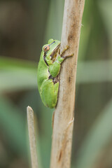 Male of European tree frog (Hyla arborea) sitting on dry cattail leaf waiting for females during breeding season. Wildlife macro take with green beige contrast