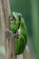 Male of European tree frog (Hyla arborea) sitting on dry cattail leaf waiting for females during breeding season. Wildlife macro take with green beige contrast