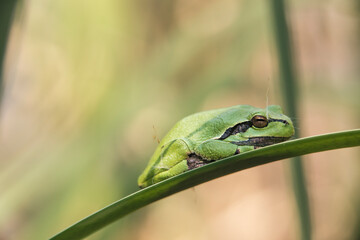 Male of European tree frog (hyla arborea) sitting on a cattail leaf waiting for females during breeding season. Wildlife macro take
