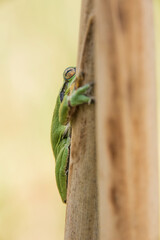 Male of European tree frog (Hyla arborea) sitting on dry cattail leaf waiting for females during breeding season. Wildlife macro take with green beige contrast