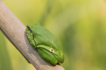 Male of European tree frog (Hyla arborea) sitting on dry cattail leaf waiting for females during breeding season. Wildlife macro take with green beige contrast