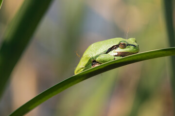 Male of European tree frog (hyla arborea) sitting on a cattail leaf waiting for females during breeding season. Wildlife macro take