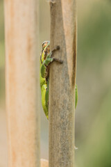 Male of European tree frog (Hyla arborea) sitting on dry cattail leaf waiting for females during breeding season. Wildlife macro take with green beige contrast