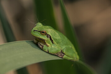 Male of European tree frog (hyla arborea) sitting on a cattail leaf waiting for females during breeding season. Wildlife macro take