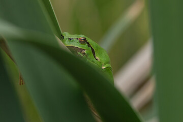 Male of European tree frog (hyla arborea) sitting on a cattail leaf waiting for females during breeding season. Wildlife macro take