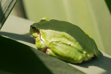 Male of European tree frog (hyla arborea) sitting on a cattail leaf waiting for females during breeding season. Wildlife macro take