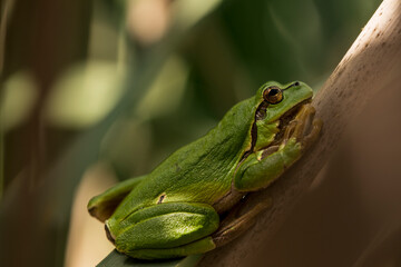 Male of European tree frog (Hyla arborea) sitting on dry cattail leaf waiting for females during breeding season. Wildlife macro take with green beige contrast