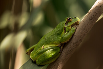 Male of European tree frog (Hyla arborea) sitting on dry cattail leaf waiting for females during breeding season. Wildlife macro take with green beige contrast
