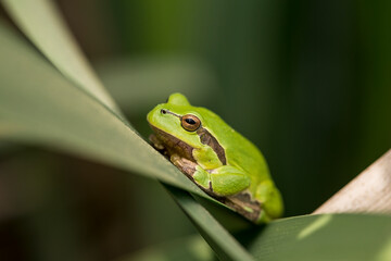 Male of European tree frog (hyla arborea) sitting on a cattail leaf waiting for females during breeding season. Wildlife macro take