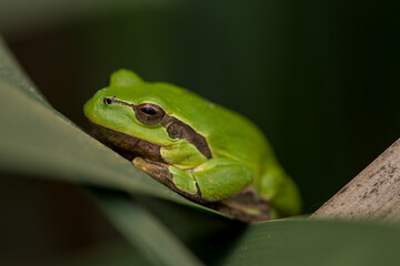 Male of European tree frog (hyla arborea) sitting on a cattail leaf waiting for females during breeding season. Wildlife macro take