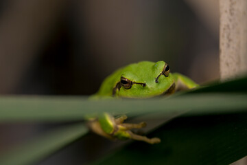 Male of European tree frog (hyla arborea) sitting on a cattail leaf waiting for females during breeding season. Wildlife macro take