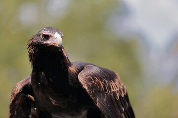 Wedge-tailed eagle Aquila audax, largest Australian bird of prey. Brisbane-079
