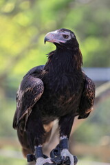 Wedge-tailed eagle Aquila audax, largest Australian bird of prey. Brisbane-081
