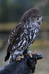 Barking or winking owl-bird species native to mainland Australia. Brisbane-085