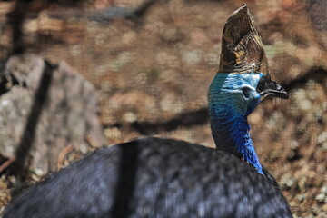 Southern cassowary-tall bony helmet or casque-Australia's largest bird species....