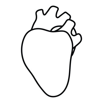 The human heart. The doodle of the internal organ. Black contour drawing, linear heart icon