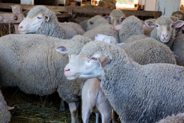 meriono sheep in sheepfold in a farm in eastern Germany